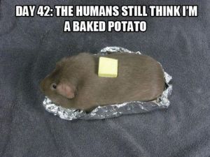 Spam: Like a guinea pig posing as a baked potato.